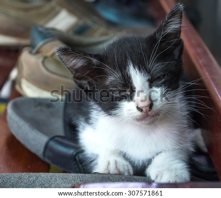 Little cute black and white kitten with half open eye lay on outdoor shoe shelf with natural light; selective focus on its eye