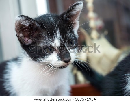 Little cute kitten, selective focus on its eye, tilt head
