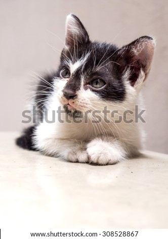 Little cute black and white kitten lay on white floor with faint reflection, selective focus on its eye