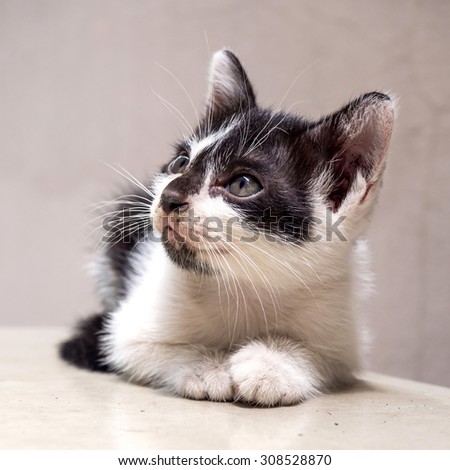 Little cute black and white kitten lay on white floor look to sky, selective focus on its eye, in square aspect frame