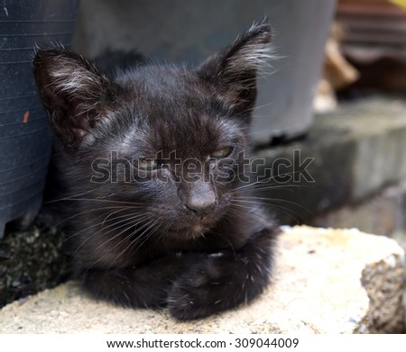 Unhealthy black kitten with dirty discharged eyes, selective focus on its eye, lay on garden floor