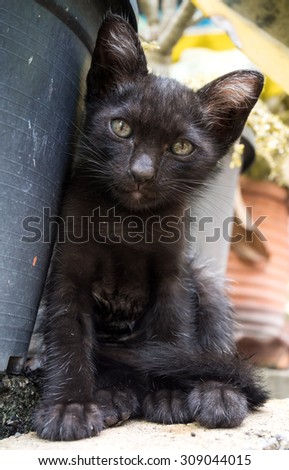 Unhealthy black kitten with dirty discharged eyes, selective focus on its eye, lay on garden floor