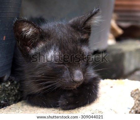 Unhealthy black kitten with dirty discharged eyes, selective focus on its eye, lay on garden floor