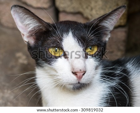 Yellow eyed female adult cat under natural light in park, selective focus on its eye