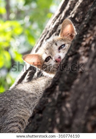 Cute gray and black kitten try to hide on tree with fear crying eyes under natural light, selective focus on its eye