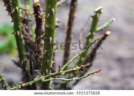 Trimmed rose bush. Close-up part of thorn bush. Stem of rose bush with thorns and green leaves on blurred gray background. Twig. Side view. Copy space. Selective focus.