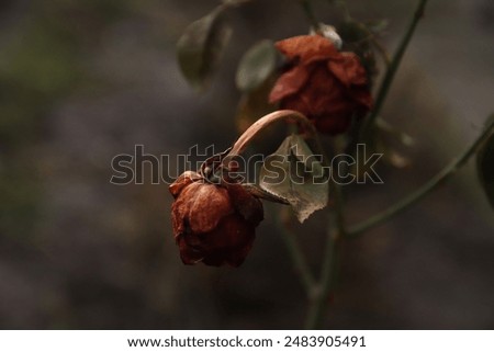 Image, Stock Photo withered beauty