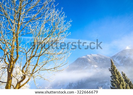 A tree in frost at sunny morning. Bad-Gastein, Austria.