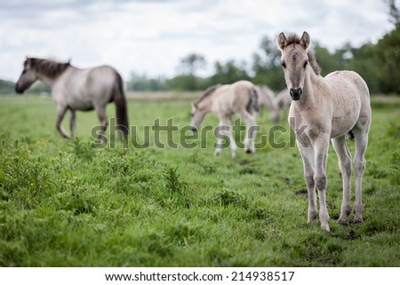 Similar – Image, Stock Photo A Konik pony foal (wild horse) with his mother