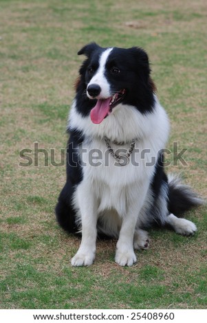 Border Collie Sitting on the lawn