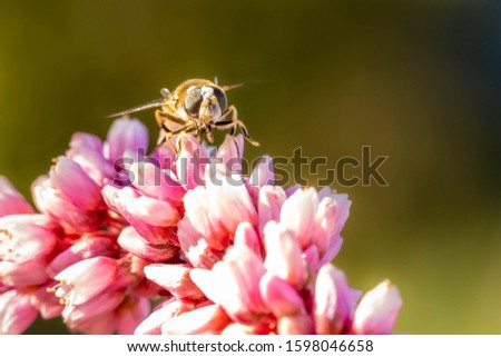 Shutterstock Puzzlepix