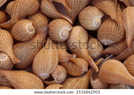 stylish sea snail stock on shop for sell 商業照片 © 