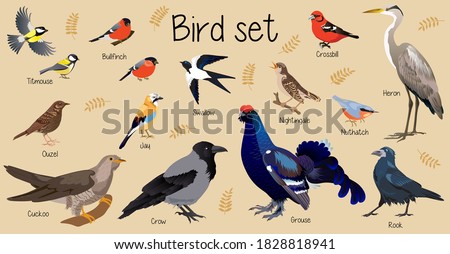 Wild birds, Forest bird, set birds, nuthatch, cuckoo, crow, rook, grouse, Heron, tit, thrush, tick, swallow, Nightingale, Jay, Bullfinch, Crossbill, Ouzel, titmouse