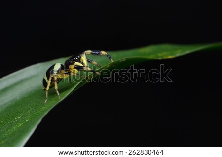 Black and Yellow color Spider