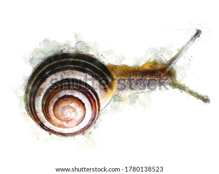 Watercolor Draw Style - Top view of a snail with a spiral shell