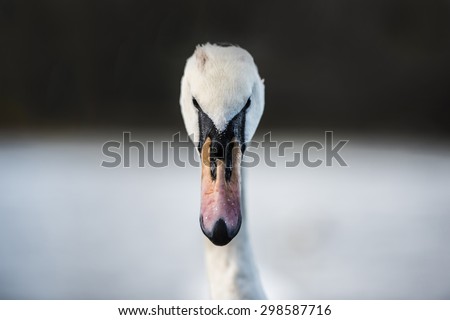 Frontal portrait of a swan with black and white background