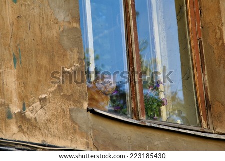 Title: Red Cat Description: A red cat is sitting on the windowsill behind the window glass