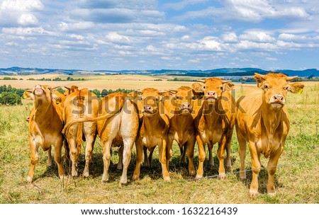Cow herd on cow farm. Cows group portrait. Cows on pasture