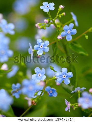 forget-me-not flowers after the rain