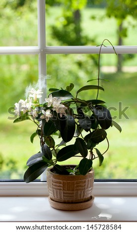 stephanotis (jasmine) room plant on windowsill
