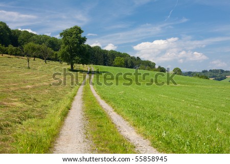 summer landscape with road, grass and tree