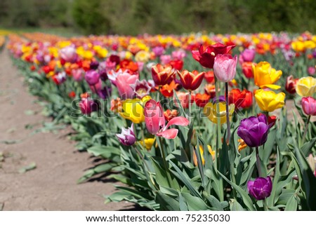 growing tulips of different colors and shapes