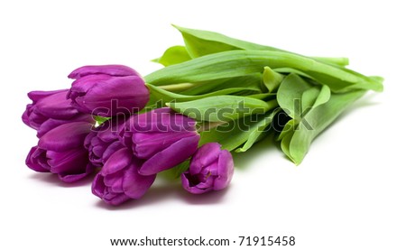 Similar – Image, Stock Photo Tulips bunch with purple petals stands on pink background.