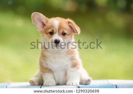 Image, Stock Photo portrait of cute puppy cocker spaniel dog outdoors