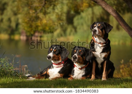 Similar – Image, Stock Photo Appenzeller mountain dog in the hallway