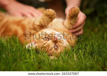 Blotched Red British Cat laying on the grass with human hands