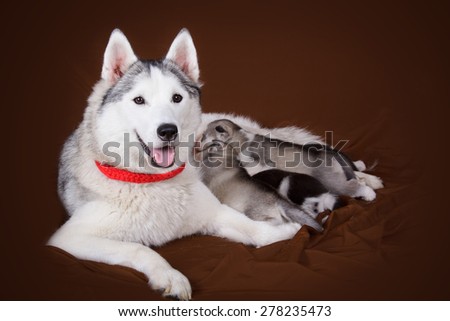 Mother Siberian Husky dog feeding newborn puppies