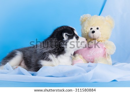 Black and white siberian husky puppy on blue background with teddy bear