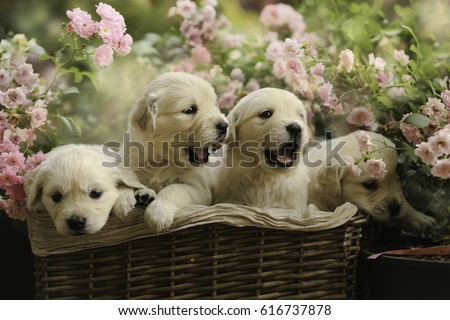 Free Photos Golden Retriever Puppy Isolated On A Pink Background