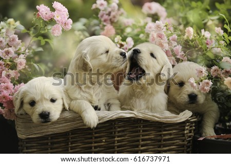 Free Photos Golden Retriever Puppy Isolated On A Pink Background