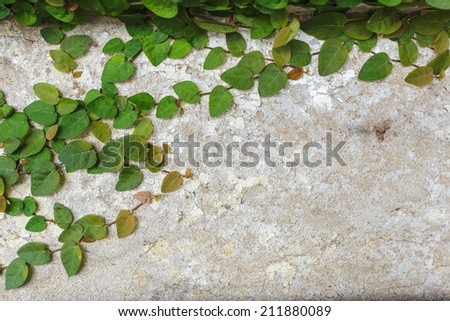 The Green Creeper Plant on a Wall background