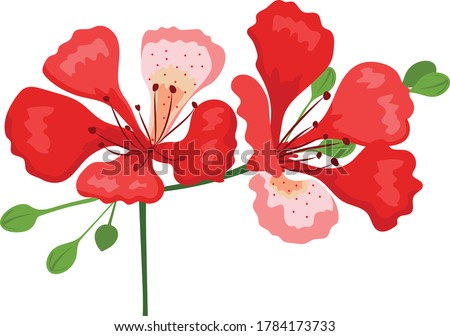 flamboyant flower hand drawing vector Foto stock © 