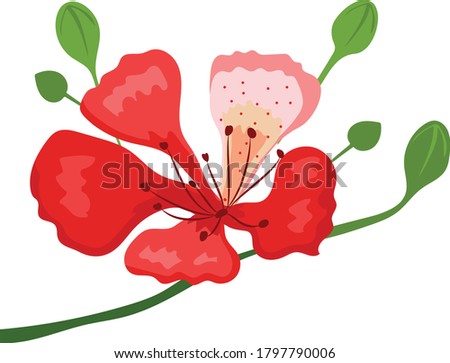 red flamboyant flower in summer Foto stock © 