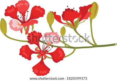 red flamboyant in tropical place Foto stock © 