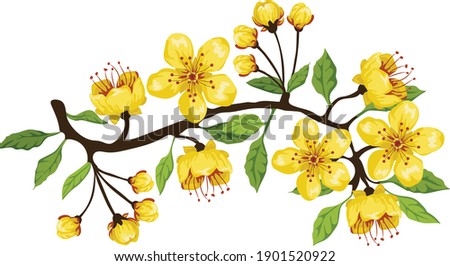 Vietnam yellow blossom tree flower 
Tet holiday