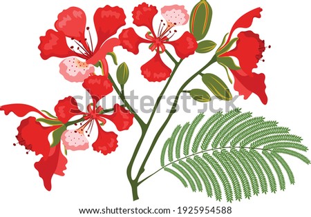 flamboyant red flowers with leaves Foto stock © 