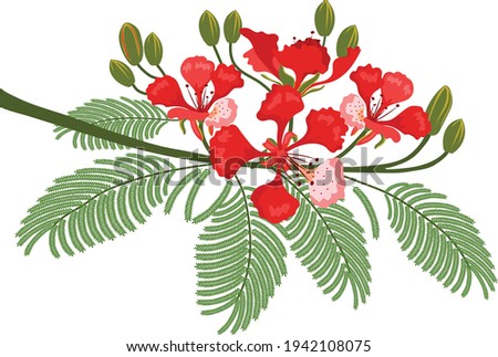red flamboyant in a tropical place Foto stock © 
