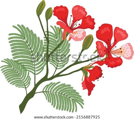 red flamboyant in a tropical place Foto stock © 