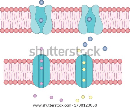 Channel and carrier membrane proteins. Membrane transport types. transport into cytoplasm.  movement of molecules through membrane. solute transport across plasma membrane. Foto stock © 