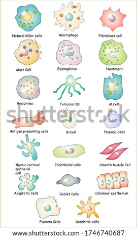 collection of immune cells: Dendritic cell, Basophile, B, T,  Plasma and Natural killer cell, Eosinophil, Mast and Goblet cell,  Endothelial, muscle cell, antigen presenting vector