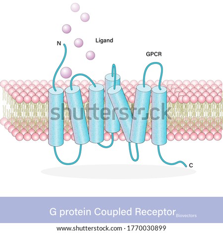 GPCR also known G protein coupled receptor of cell signalling vector illustration eps