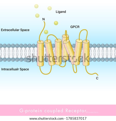 GPCR also known G protein coupled receptor of cell signaling vector illustration eps
