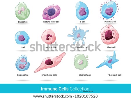 Cells of immune system. cells Anatomical diagram.   labelled educational chart of cells. Lymphocyte and granulocytes vector illustration. human innate and adaptive defence cells graphic. 