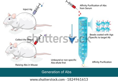 generation of antibodies from mouse by injecting antigens and allowing them to make antibodies after which Antibodies are isolated from their serum using affinity chromatography vector illustration 