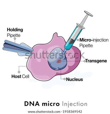 Illustration of microinjection of DNA  or genetic material: transformation of cell, genetically modified cells, transgenesis in genetic engineering.