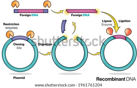 Stages in Recombinant DNA production: genetic engineering. Recombinant Plasmid production. vector illustration. 